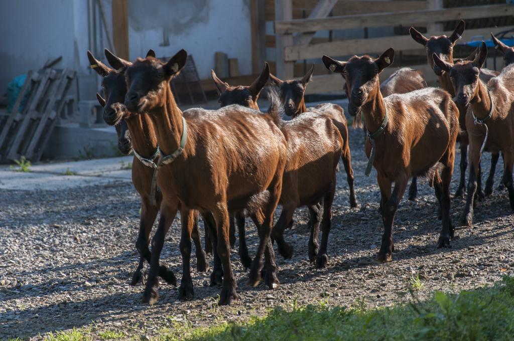 Agroturistika kozí farma Rožnov pod Radhoštěm Exterior foto